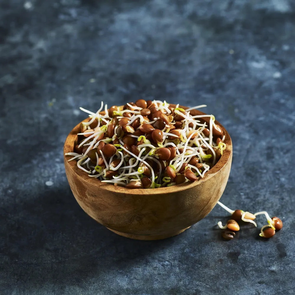 Fresh black Beluga lentil sprouts