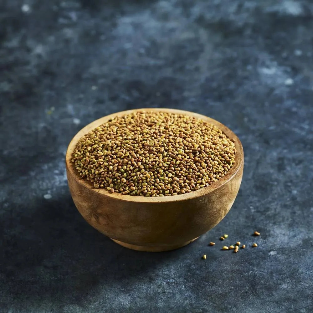 Alfalfa seeds for growing fresh sprouts