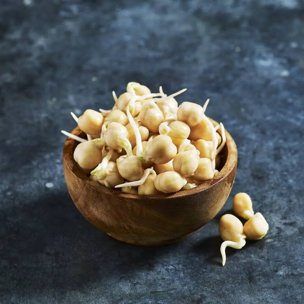 Fresh chickpea sprouts grown from chickpeas