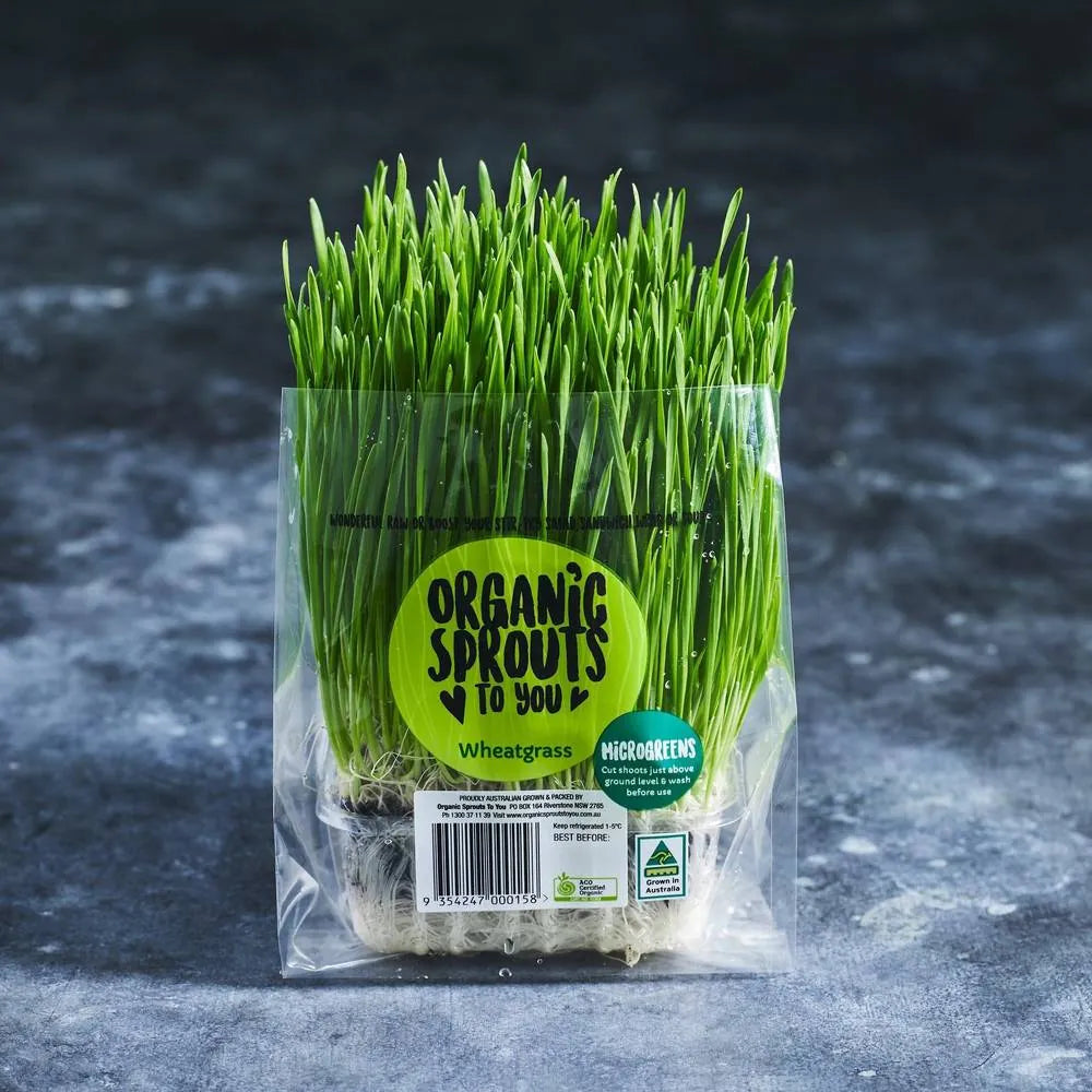 Compact fresh wheatgrass punnet ready to harvest