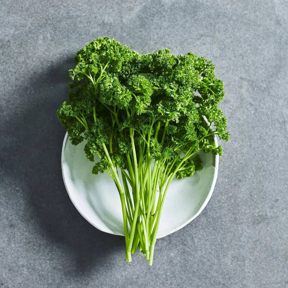 Curled parsley herb seeds