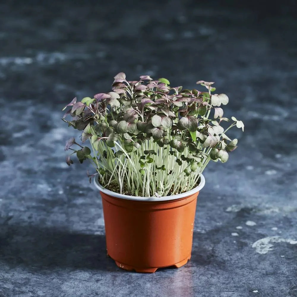 Fresh red mustard microgreens with red stems and green leaves