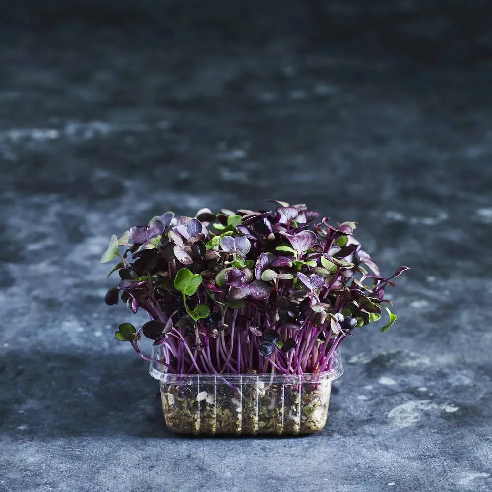 Fresh purple radish microgreens with vibrant stems and green leaves