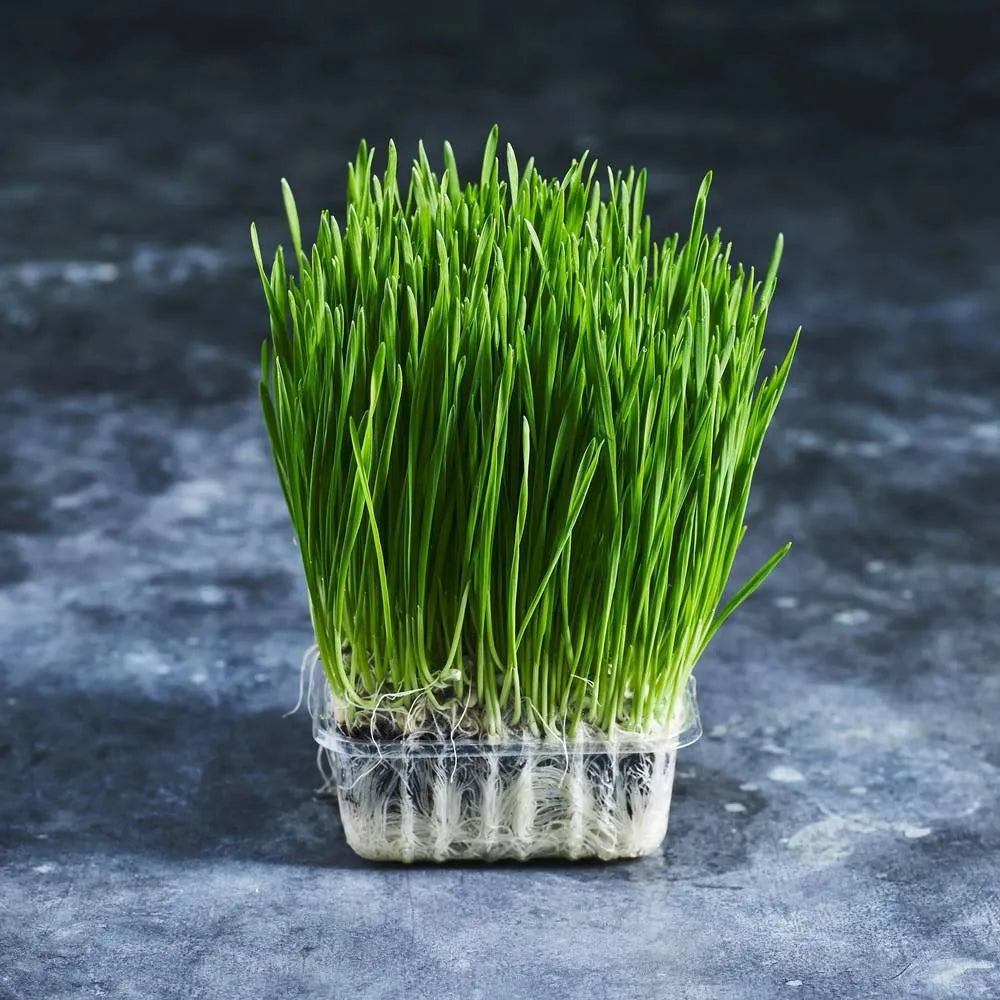 Fresh wheatgrass growing densely in a small tray