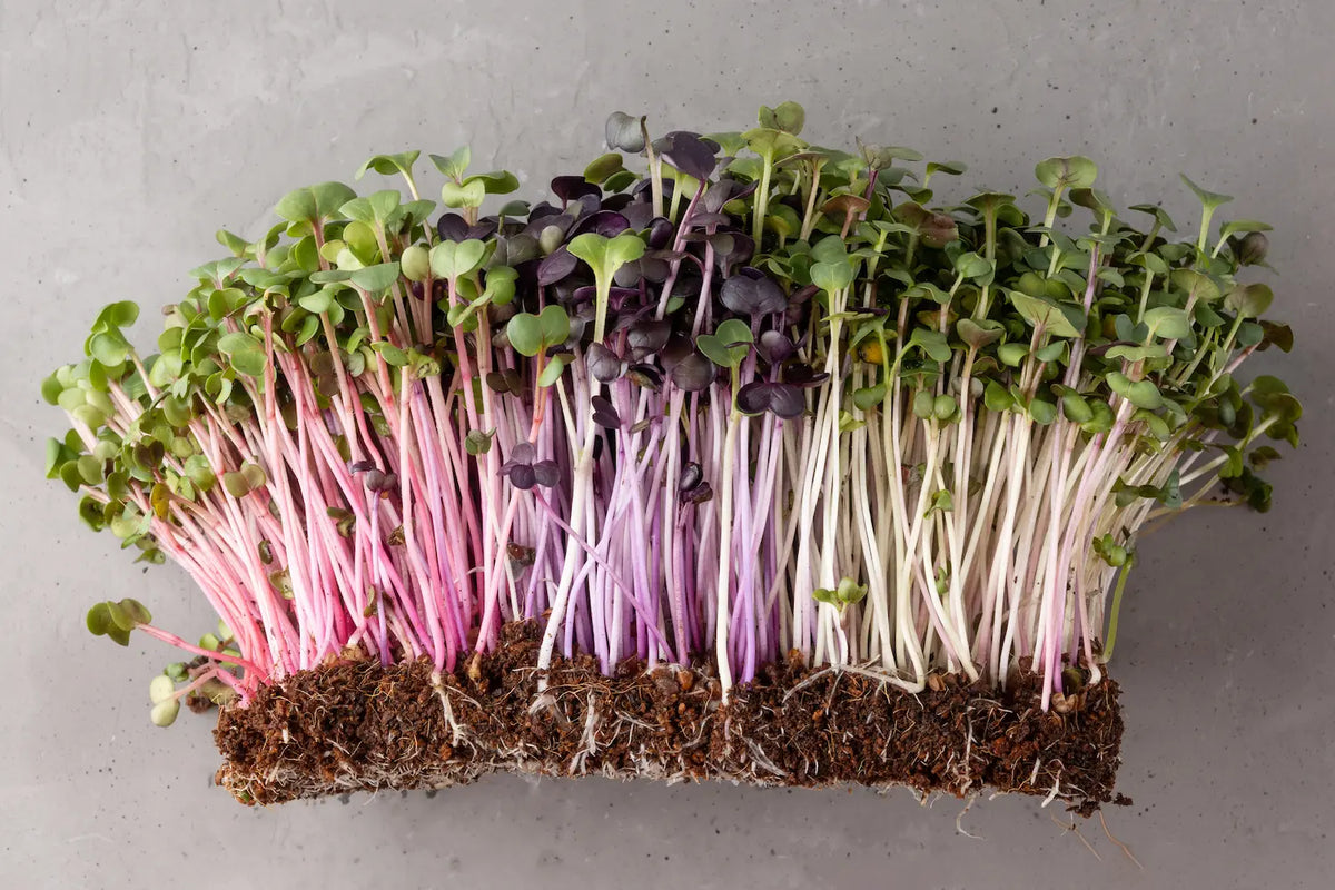 How to Grow Radish Microgreens at Home