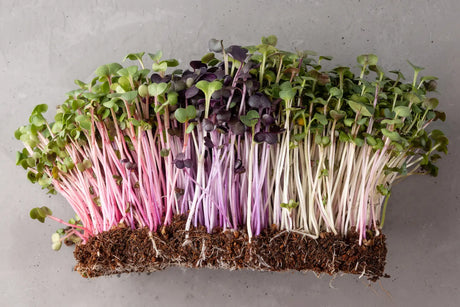 How to Grow Radish Microgreens at Home