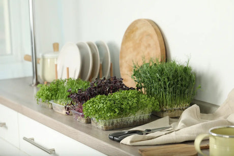 Best Microgreens for Beginners: 5 Easy Varieties to Grow