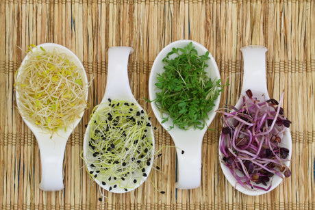 Best Sprouts for Beginners: 7 Easy Varieties to Grow