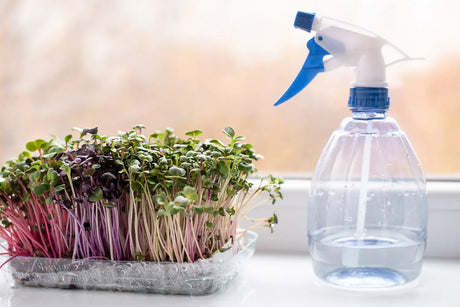 What Water Should You Use for Sprouts & Microgreens?