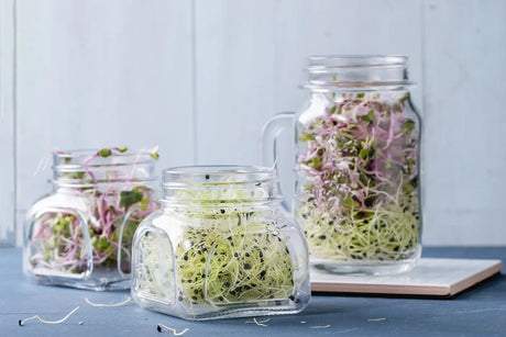 Clean sprouting jar ready for use