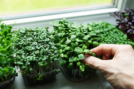 Microgreen Problems: Yellow, Leggy, Wilting, Patchy or Falling Over