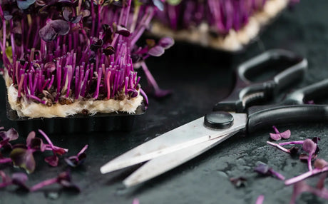 Microgreen tray showing fresh growth after harvesting