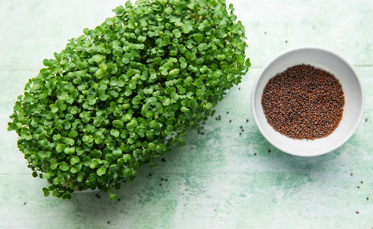Everything You Need To Know About Broccoli Sprouts
