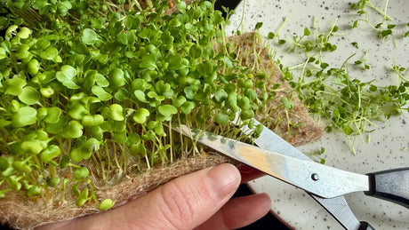 How to Harvest and Store Microgreens for Maximum Freshness