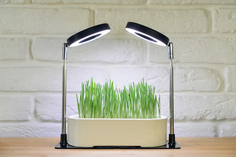 Microgreens growing indoors under bright LED