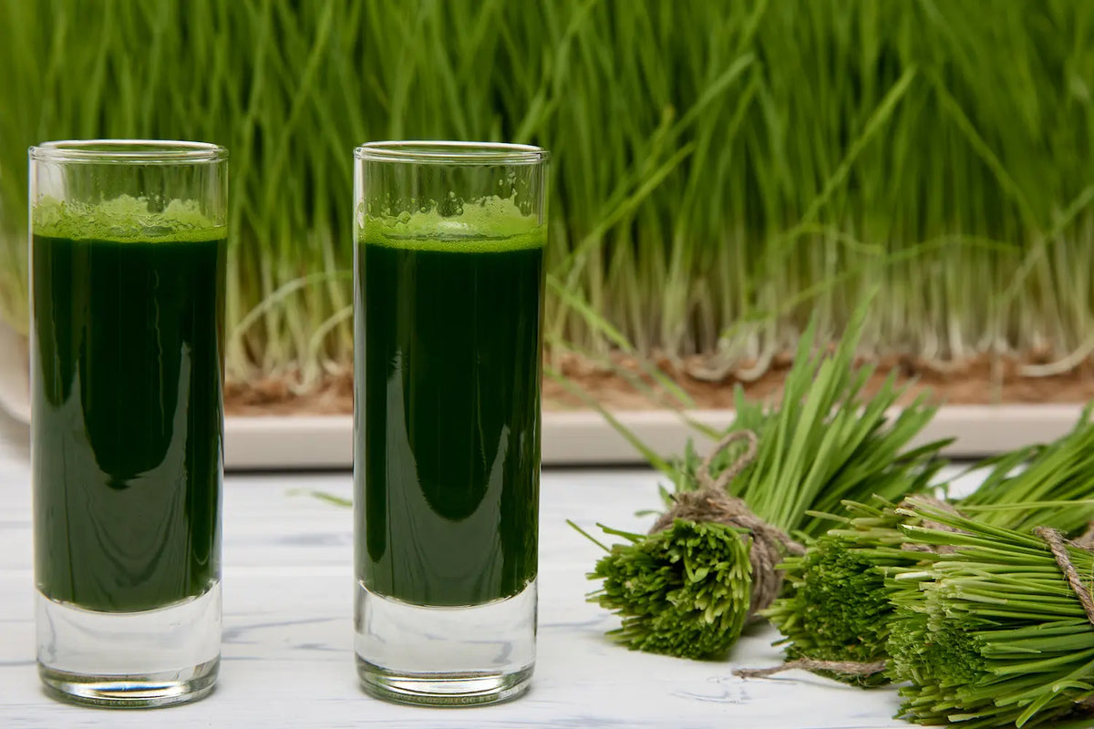 How Much Wheatgrass Juice Per Day?