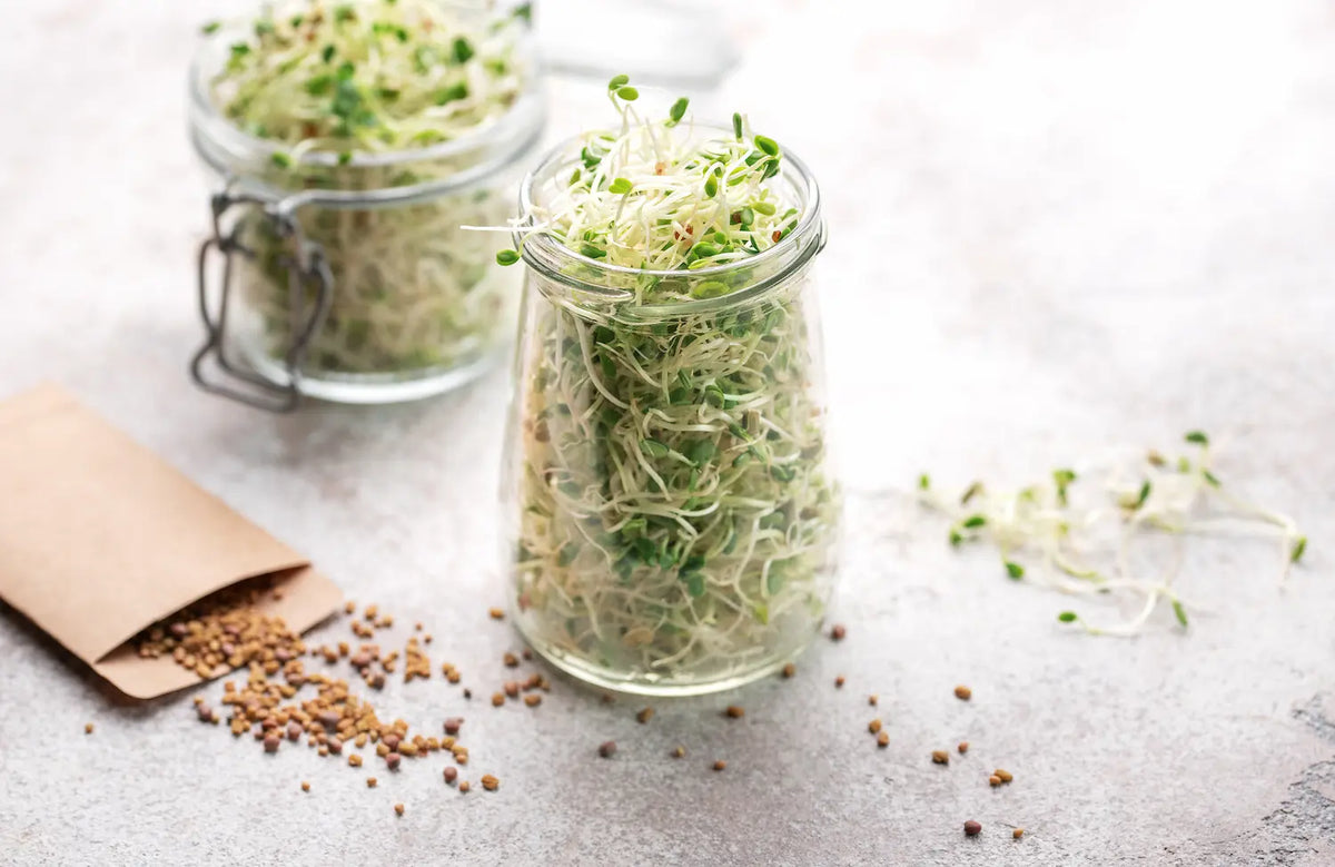 How to Grow Alfalfa Sprouts at Home in a Jar