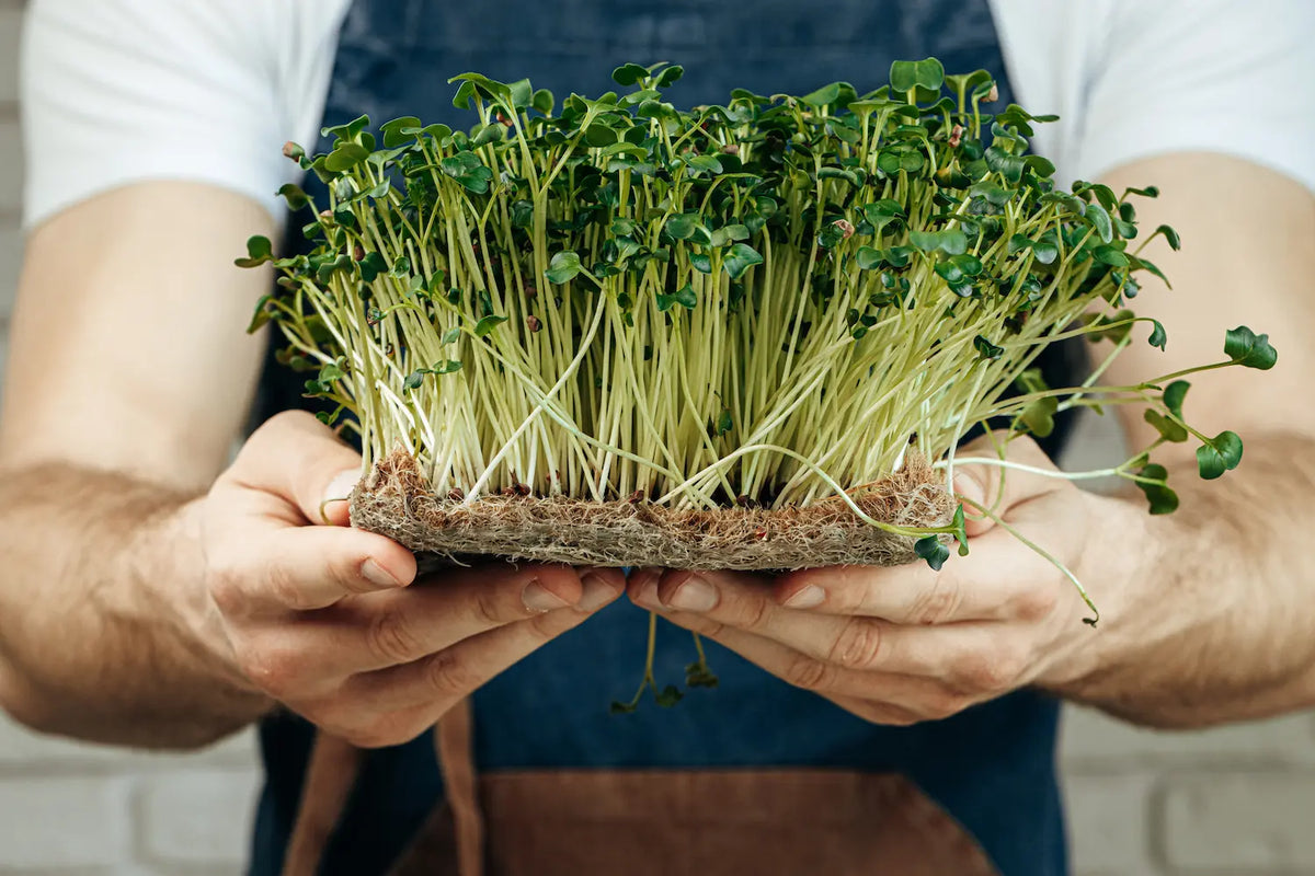 How to Grow Broccoli Microgreens at Home