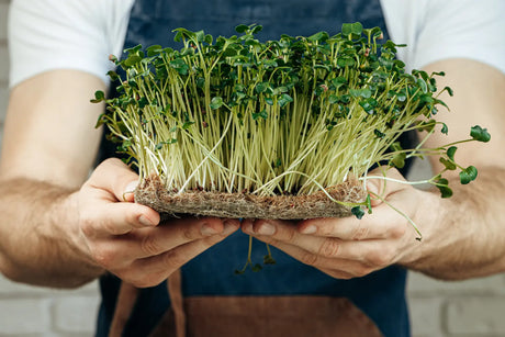 How to Grow Broccoli Microgreens at Home