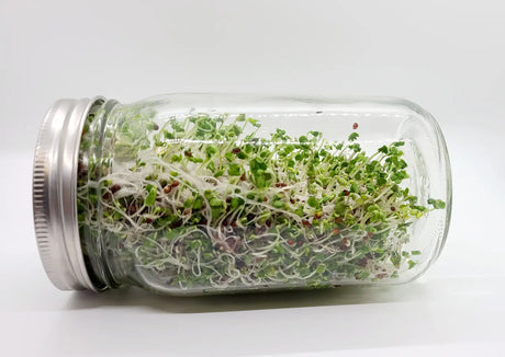 How to Grow Broccoli Sprouts in 5 Easy Steps