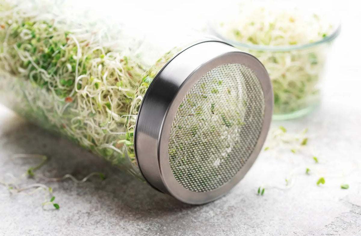 How to Grow Leafy Sprout Mixes in 5 Easy Steps