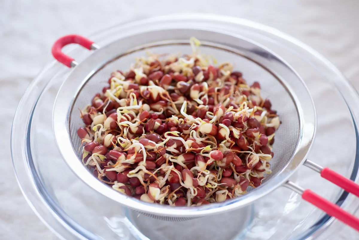 How to Grow Legume Sprouts in 5 Easy Steps