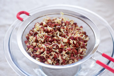 How to Grow Legume Sprouts in 5 Easy Steps