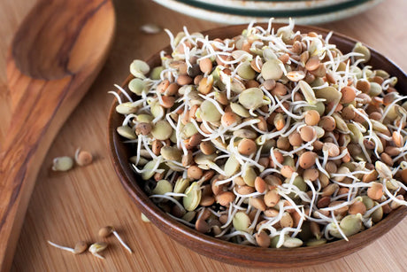 Fresh red, green and black lentil sprouts grown at home