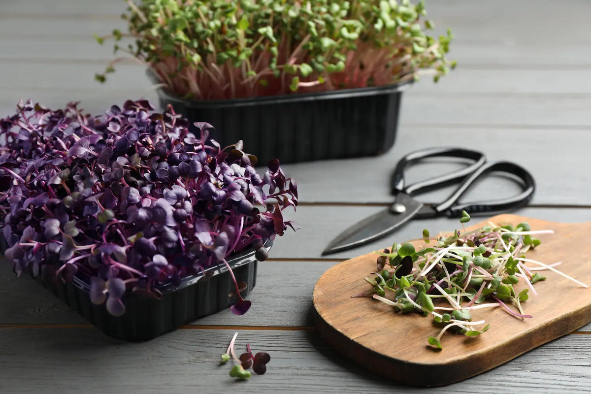 How to Grow Microgreens at Home in Australia
