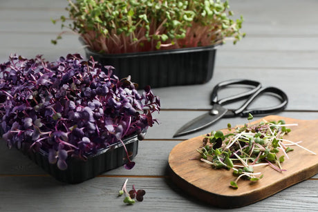 How to Grow Microgreens at Home in Australia