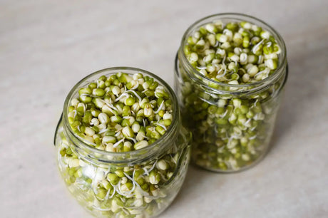 How to Grow Mung Bean Sprouts at Home in a Jar