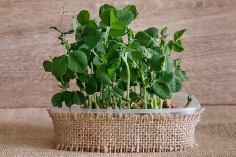 How to Grow Pea Shoots at Home