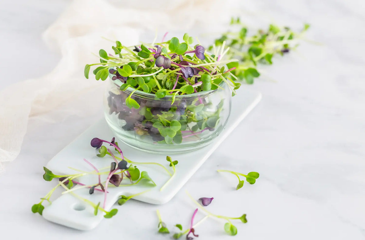 How to Grow Radish Sprouts at Home: Daikon & Purple Sango