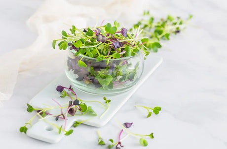 How to Grow Radish Sprouts at Home: Daikon & Purple Sango