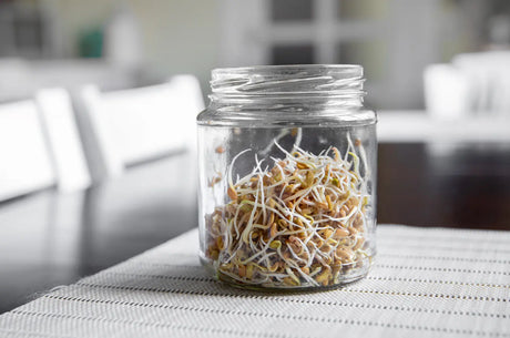 How to Grow Sprouts in a Jar