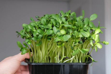 How to Grow Sunflower Microgreens at Home