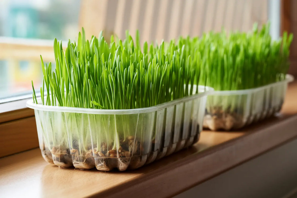 How To Grow Wheatgrass: Step By Step Instructions