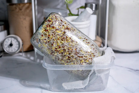 How to Harvest, Wash & Store Sprouts After Growing