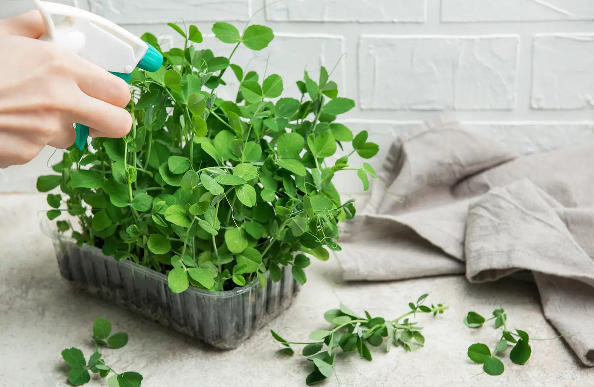 How to Water Microgreens: Misting vs Bottom Watering