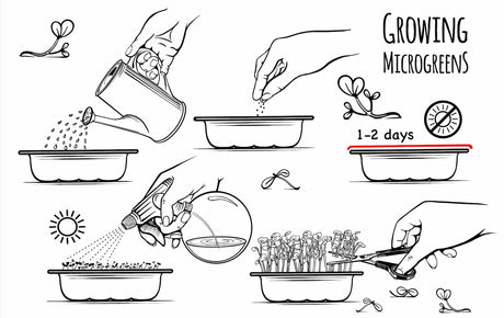 Microgreen Blackout Explained: Why, How & How Long?