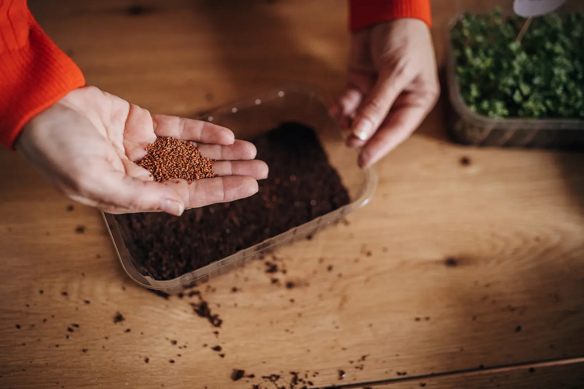 How Much Microgreen Seed Per Tray? Seeding Density Guide