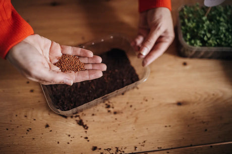 How Much Microgreen Seed Per Tray? Seeding Density Guide