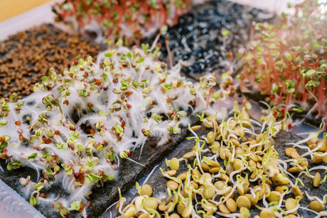 Mould vs Root Hairs on Sprouts & Microgreens