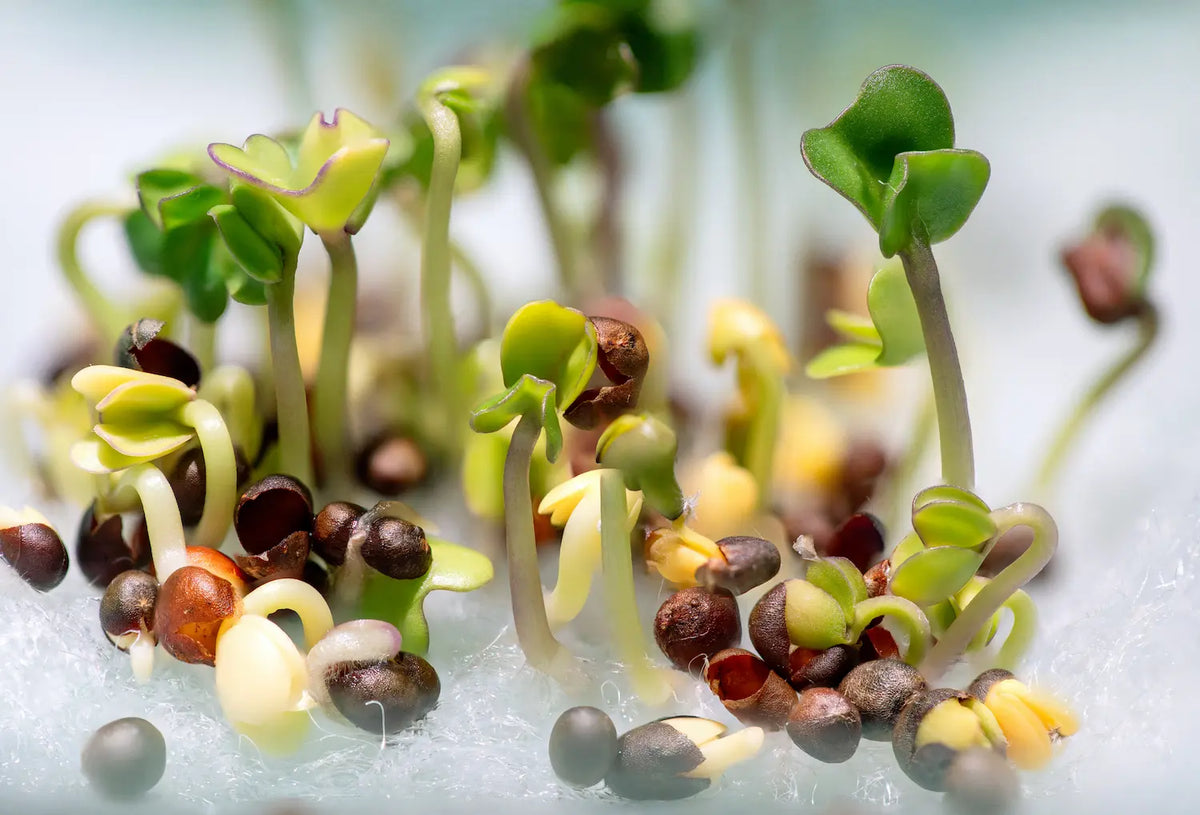 Sprouting seeds at different stages of germination