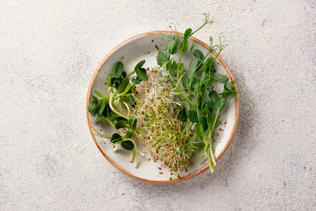 Sprouts vs Microgreens: What’s the Difference?