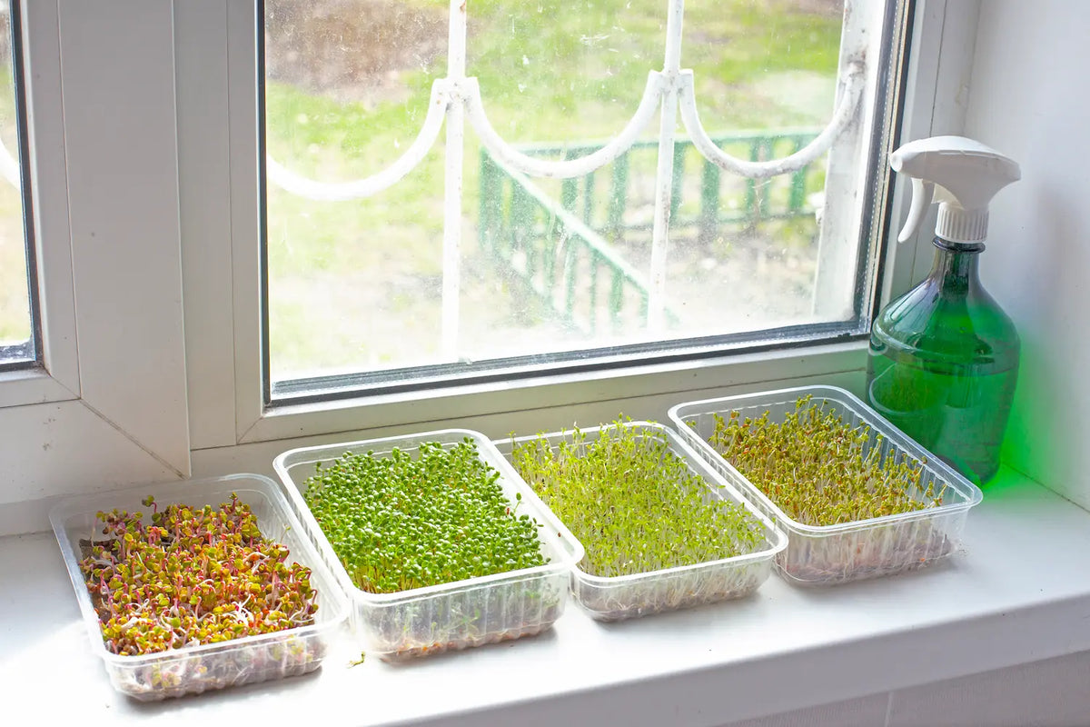 Sprouts and microgreens growing indoors at a suitable temperature