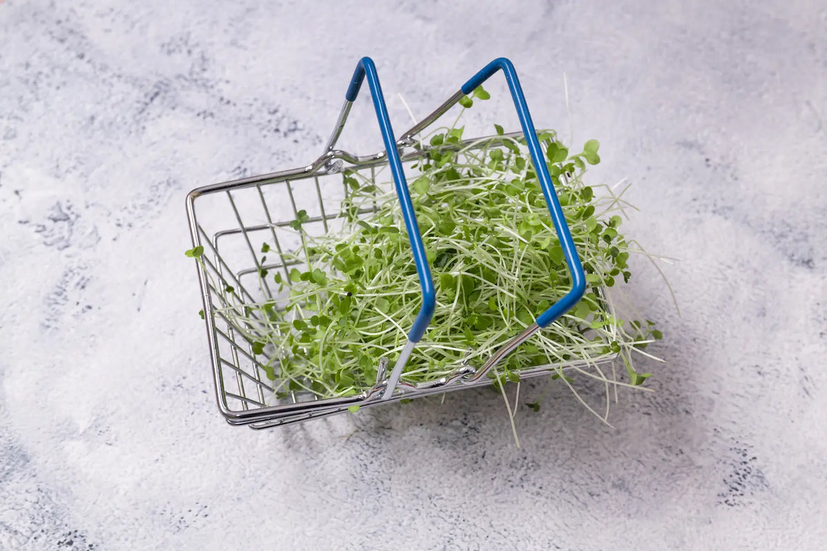 Where to Buy Broccoli Sprouts in Australia