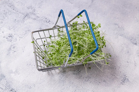 Where to Buy Broccoli Sprouts in Australia