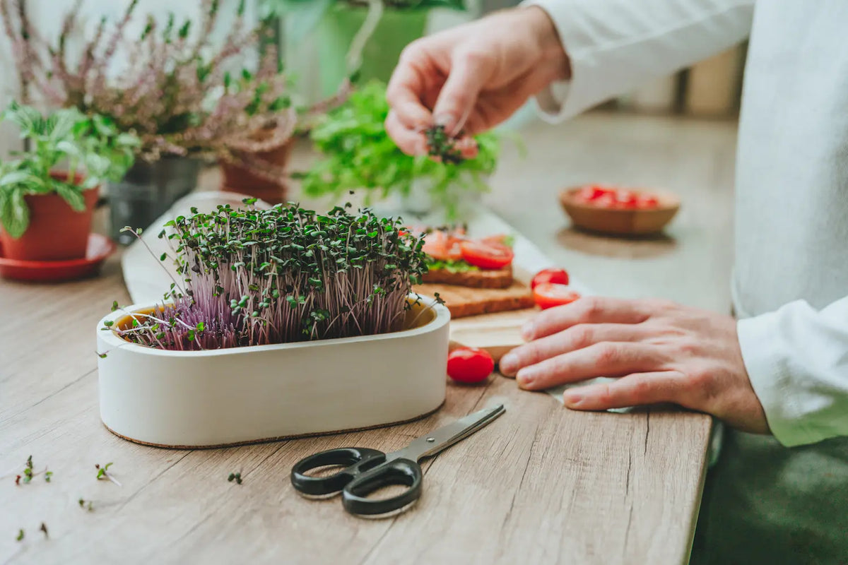 Why Grow Sprouts and Microgreens at Home?