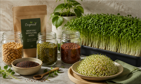 Sprouting Seeds